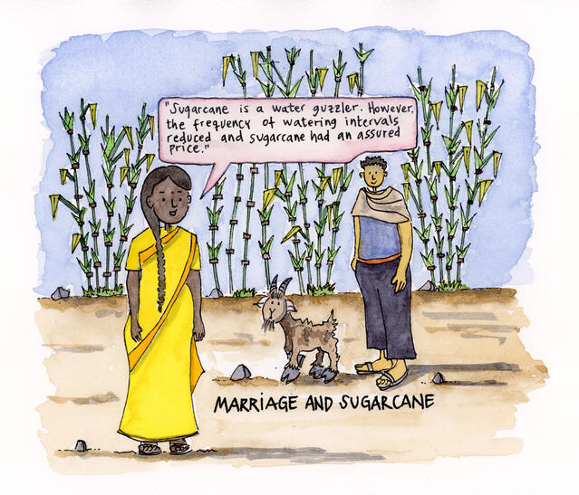 Marriage and Sugarcane